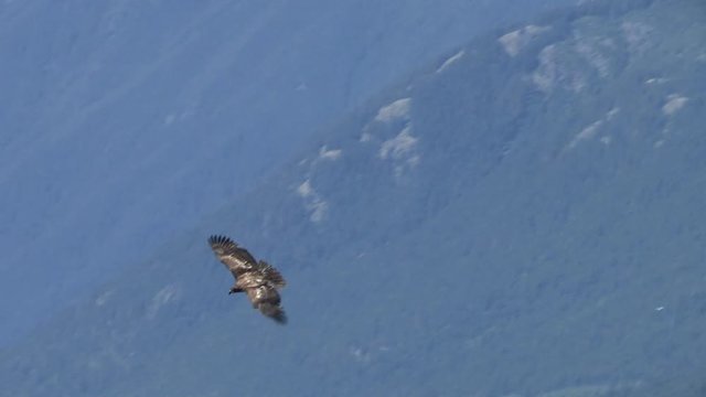 Juvenile Bald Eagle (Haliaeetus leucocephalus) in flight against the backdrop of the snow-capped Olympic Mountains.