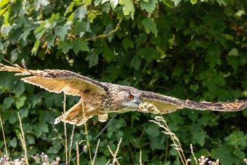 A huge Eagle Owl flying low over dense green foliage on a sunny day