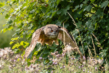 A huge Eagle Owl flying low over dense green foliage on a sunny day