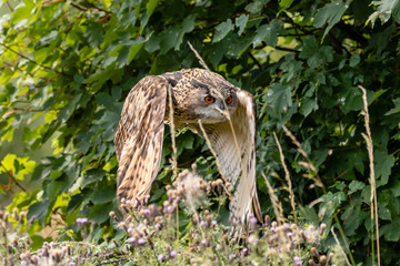 A huge Eagle Owl flying low over dense green foliage on a sunny day