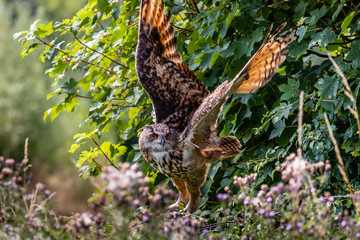 A huge Eagle Owl flying low over dense green foliage on a sunny day
