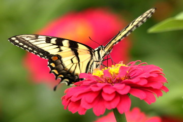 An Eastern Tiger Swallowtail Butterfly feeds on heirloom zinnia flowers in my garden on a warm summer afternoon.