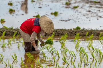 Thai farmer transplant rice seedlings in a paddy field during the rainy season