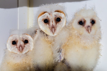 Very young, rescued Owl chicks in a rehabilitation sanctuary
