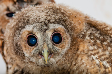 Very young, rescued Owl chicks in a rehabilitation sanctuary