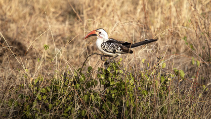 Ground Hornbill