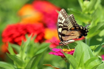 An Eastern Tiger Swallowtail Butterfly feeds on heirloom zinnia flowers in my garden on a warm summer afternoon.