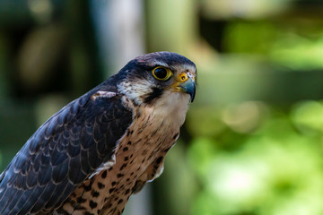 Closeup of a beautiful Peregrine Falcon on a perch