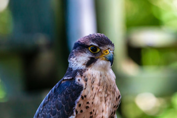 Closeup of a beautiful Peregrine Falcon on a perch