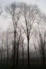 Trees leafless in the fog