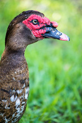 Muscovy Duck, Macro, Florida wildlife