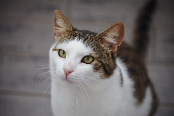 Portrait of a white and striped cat photographed from above.