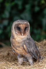A unusual dark colored Barn Owl on a pile of hay in a farm