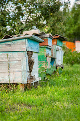 Hives in an apiary with bees flying to the landing boards in a green garden.