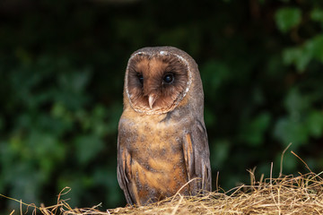A unusual dark colored Barn Owl on a pile of hay in a farm