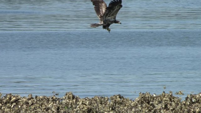 Juveniloe Bald Eagle (Haliaeetus leucocephalus) takes off with fish in its beak and transfers it to talons in flight.