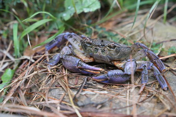 Purple Crab Closeup View in Remote Areas of Azad Kashmir