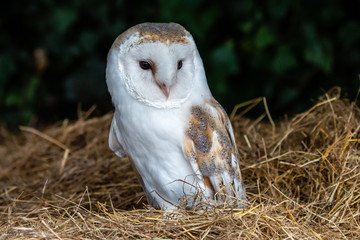 A small, cute Barn Owl on a bale of hay inside a farm