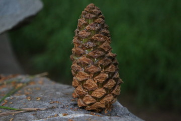 Cone placed on stone closeup view