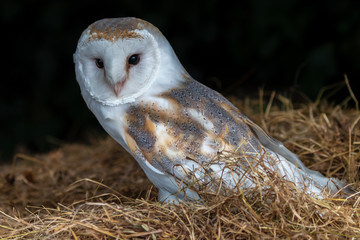 A small, cute Barn Owl on a bale of hay inside a farm