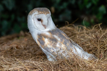 A small, cute Barn Owl on a bale of hay inside a farm