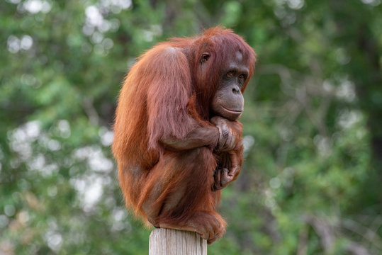 Fototapeta Orangutan sitting perched on a pole