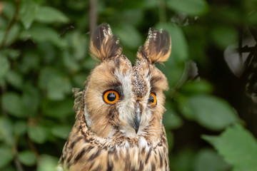 A curious looking Long Eared Owl perched in a tree in a forest