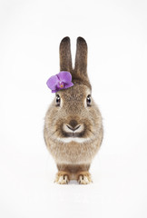 Rabbit Purple Blossom