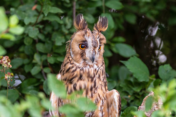 A curious looking Long Eared Owl perched in a tree in a forest