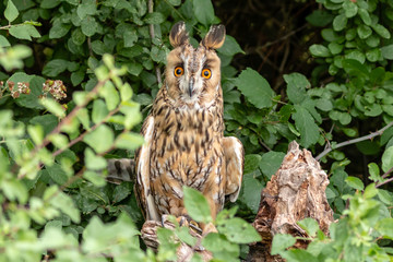 A curious looking Long Eared Owl perched in a tree in a forest