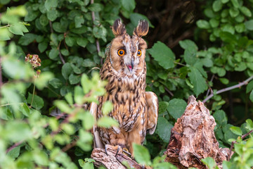 A curious looking Long Eared Owl perched in a tree in a forest