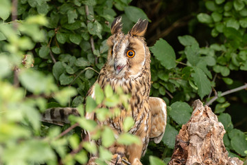 A curious looking Long Eared Owl perched in a tree in a forest