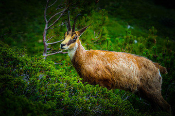 Wild alpine goat portraiture, green mountain nature on the background.