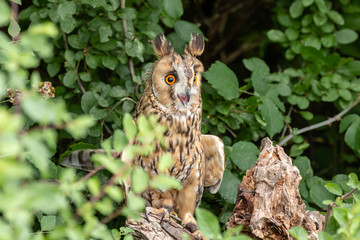 A curious looking Long Eared Owl perched in a tree in a forest