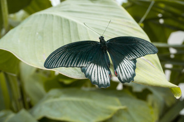 Beautiful butterfly eating nectar on the flowers