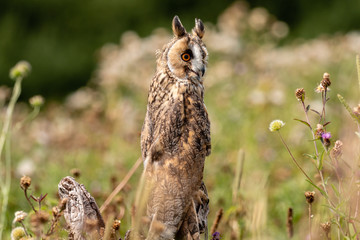 A slightly crazy looking Long Eared Owl perched on a wooden post in a long, grassy meadow