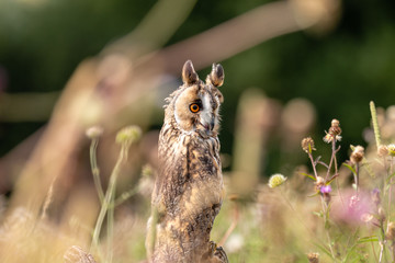 A slightly crazy looking Long Eared Owl perched on a wooden post in a long, grassy meadow