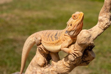 A relaxed Bearded Dragon lizard basking in the sunshine on an outdoor tree branch