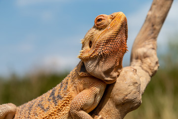 A relaxed Bearded Dragon lizard basking in the sunshine on an outdoor tree branch - Powered by Adobe