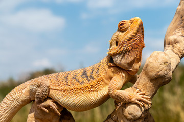 A relaxed Bearded Dragon lizard basking in the sunshine on an outdoor tree branch - Powered by Adobe