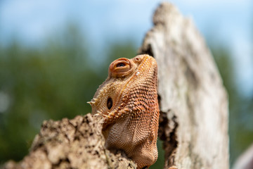 A relaxed Bearded Dragon lizard basking in the sunshine on an outdoor tree branch