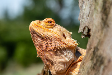 A relaxed Bearded Dragon lizard basking in the sunshine on an outdoor tree branch