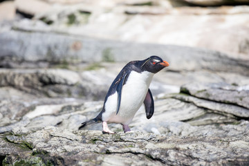 penguin in the arctic