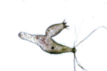 Hydra is a genus of small, fresh-water animals of the phylum Cnidaria and class Hydrozoa under the microscope for education.