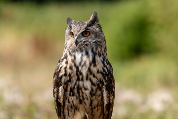 Closeup of a beautiful Eagle Owl standing in a field in summertime