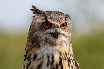 Closeup of a beautiful Eagle Owl standing in a field in summertime