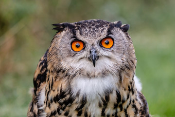 Closeup of a beautiful Eagle Owl standing in a field in summertime