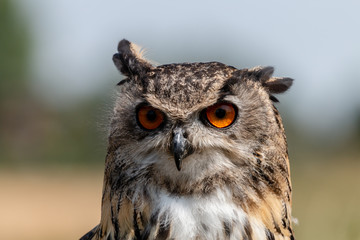 Closeup of a beautiful Eagle Owl standing in a field in summertime