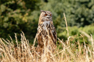 A beautiful Eagle Owl perched on a post in a large field of long, yellow grass
