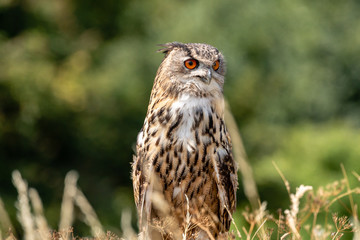 A beautiful Eagle Owl perched on a post in a large field of long, yellow grass
